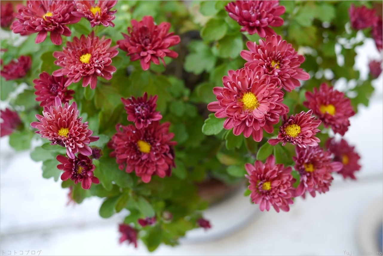 紅色の菊 トコトコブログ 紅色の菊 トコトコブログ