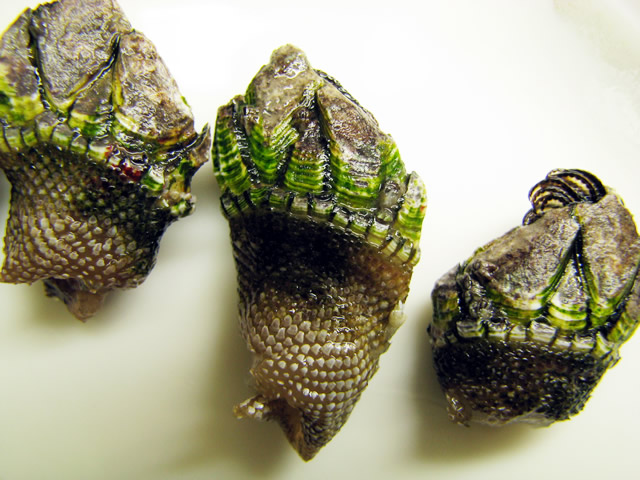 カメノテ_f0292806_04363818.jpg