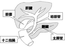 胆管痙攣_e0097212_949560.jpg
