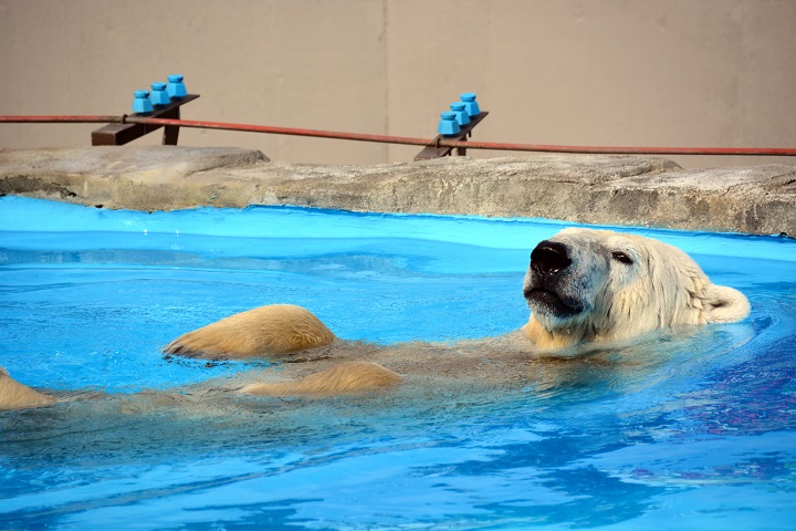 ララ （札幌・円山動物園） は、あと何度出産するか？_a0151913_2334582.jpg