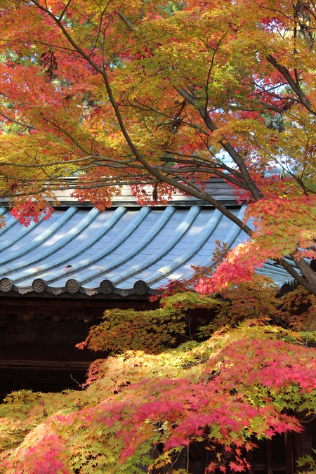 昌禅寺の紅葉～長野市_a0315813_16123073.jpg