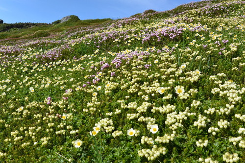 2014年7月　大雪黒岳、北鎮岳、愛別岳、北海岳　July 2014 \"Flowers in Taisetsu Mountains\"_c0219616_18244591.jpg