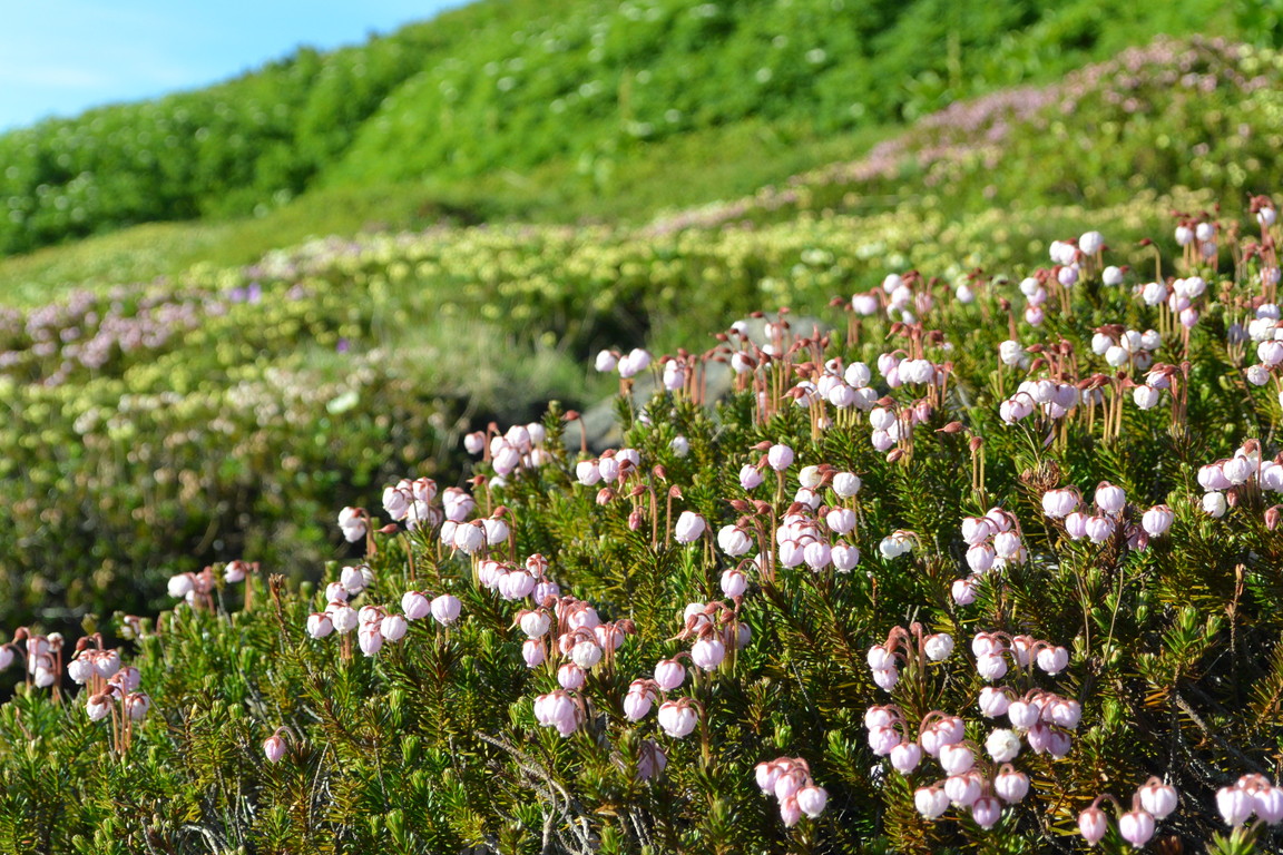 2014年7月　大雪黒岳、北鎮岳、愛別岳、北海岳　July 2014 \"Flowers in Taisetsu Mountains\"_c0219616_18265488.jpg