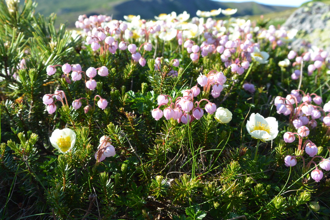 2014年7月　大雪黒岳、北鎮岳、愛別岳、北海岳　July 2014 \"Flowers in Taisetsu Mountains\"_c0219616_18301797.jpg