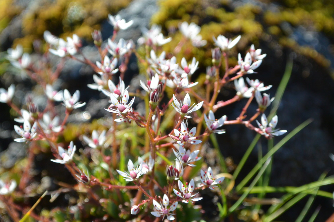 2014年7月　大雪黒岳、北鎮岳、愛別岳、北海岳　July 2014 \"Flowers in Taisetsu Mountains\"_c0219616_1836786.jpg