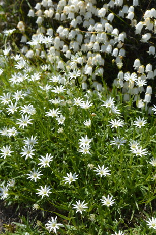 2014年7月　大雪黒岳、北鎮岳、愛別岳、北海岳　July 2014 \"Flowers in Taisetsu Mountains\"_c0219616_1849299.jpg