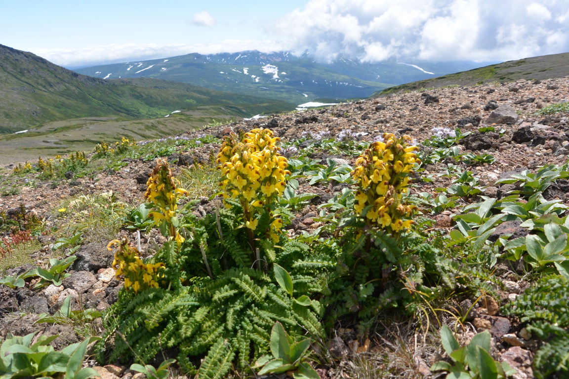 2014年7月　大雪黒岳、北鎮岳、愛別岳、北海岳　July 2014 \"Flowers in Taisetsu Mountains\"_c0219616_18495560.jpg