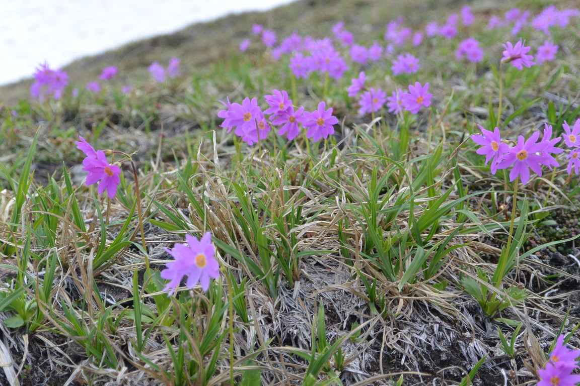 2014年7月　大雪黒岳、北鎮岳、愛別岳、北海岳　July 2014 \"Flowers in Taisetsu Mountains\"_c0219616_18501683.jpg