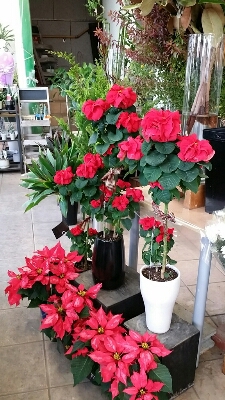 冬の花鉢 磯部百花園徳川店 スタッフ日記 冬の花鉢 磯部百花園徳川店 スタッフ日記