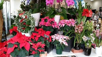 冬の花鉢 磯部百花園徳川店 スタッフ日記 冬の花鉢 磯部百花園徳川店 スタッフ日記