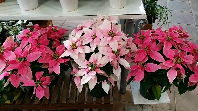 冬の花鉢 磯部百花園徳川店 スタッフ日記