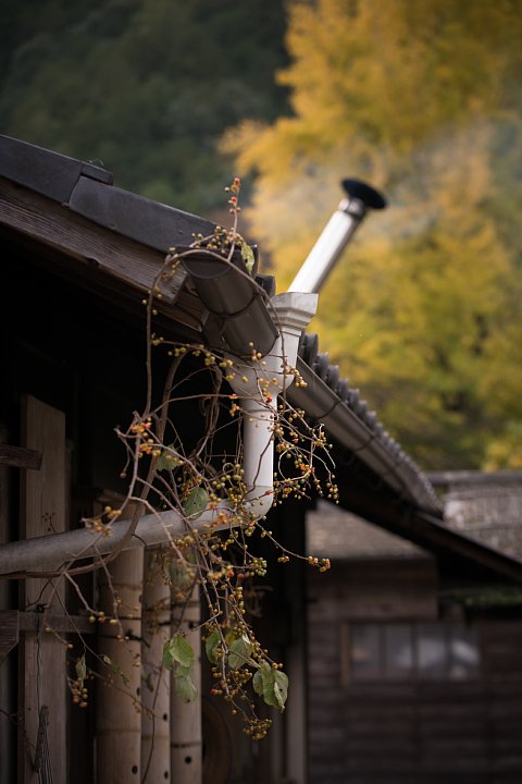 2014年11月7日　暮れ逝く霜月の里山_b0134829_10383338.jpg