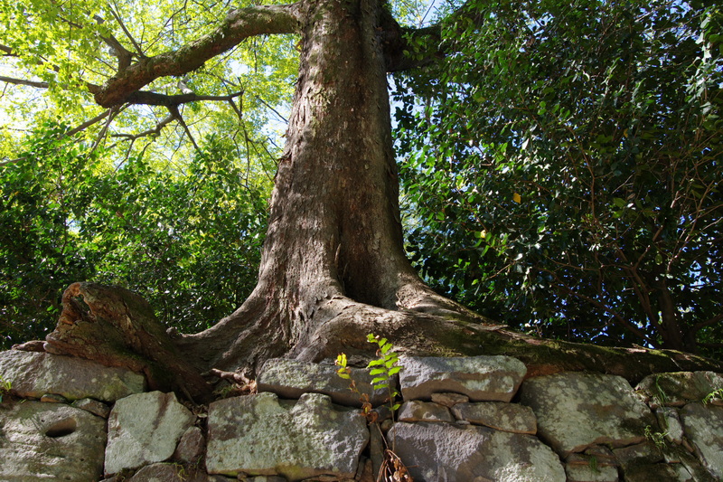 この木なんの木 大きな根 綺麗に撮り隊 Exblog部隊