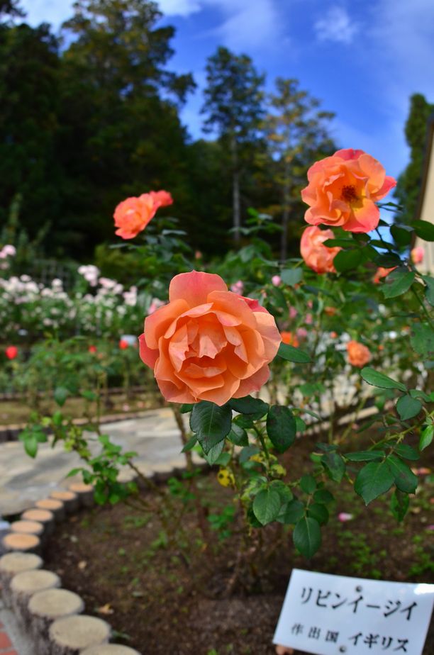 11月6日（くもり時々晴れ）ﾀｲﾄﾙ：霊山寺の薔薇庭園_f0105542_14161740.jpg