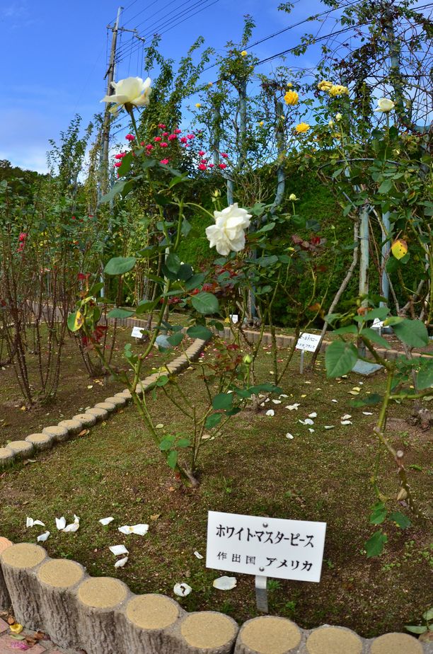 11月6日（くもり時々晴れ）ﾀｲﾄﾙ：霊山寺の薔薇庭園_f0105542_14164410.jpg