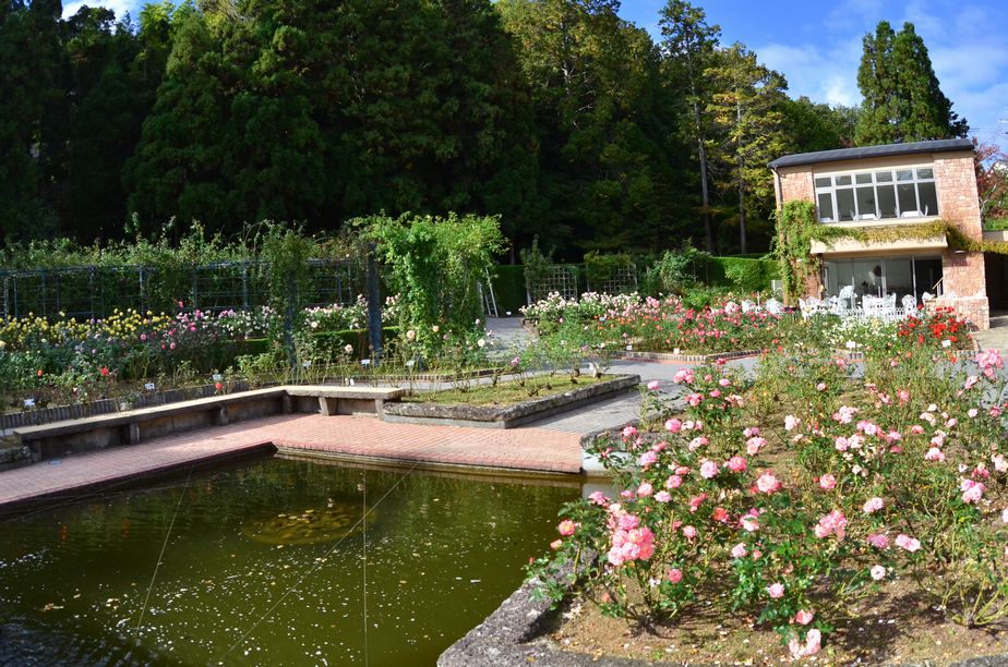 11月6日（くもり時々晴れ）ﾀｲﾄﾙ：霊山寺の薔薇庭園_f0105542_14170511.jpg