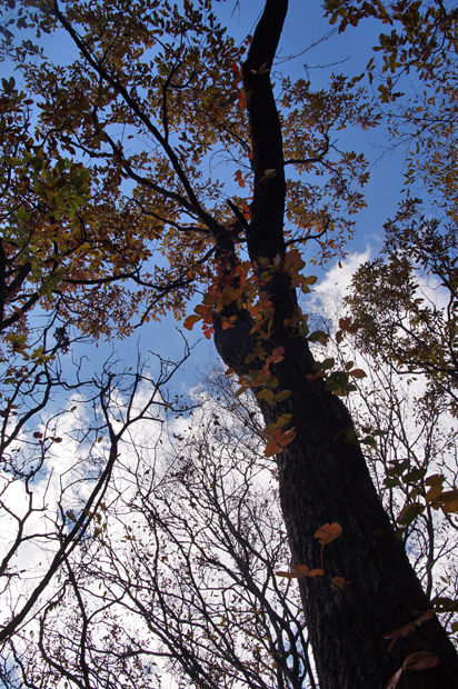 紅葉の三瓶山②_f0214649_18155119.jpg