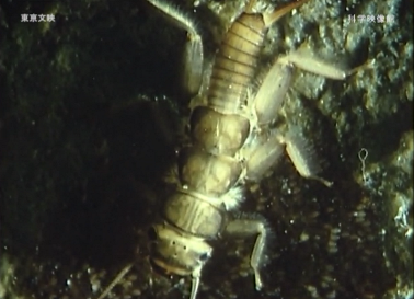 本日の配信映画は「新昆虫記」_b0115553_16534243.png