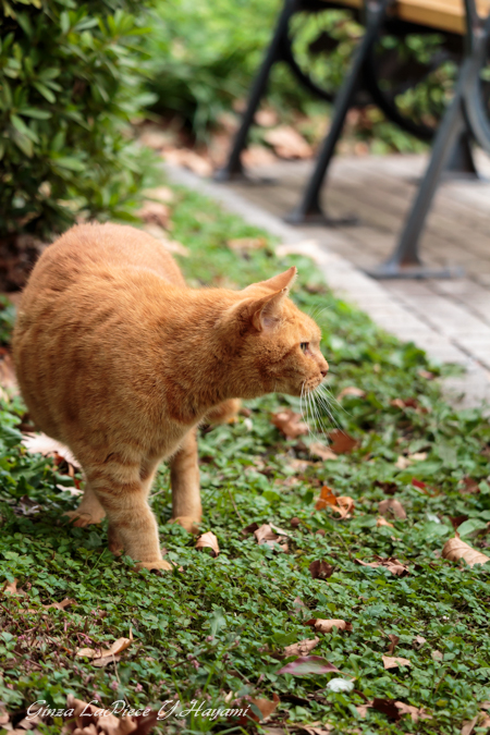 猫のいる風景　日比谷公園　メメちゃん_b0133053_0362362.jpg