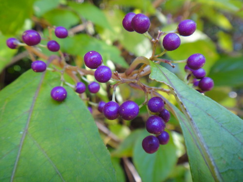 c0256558_914259.jpg