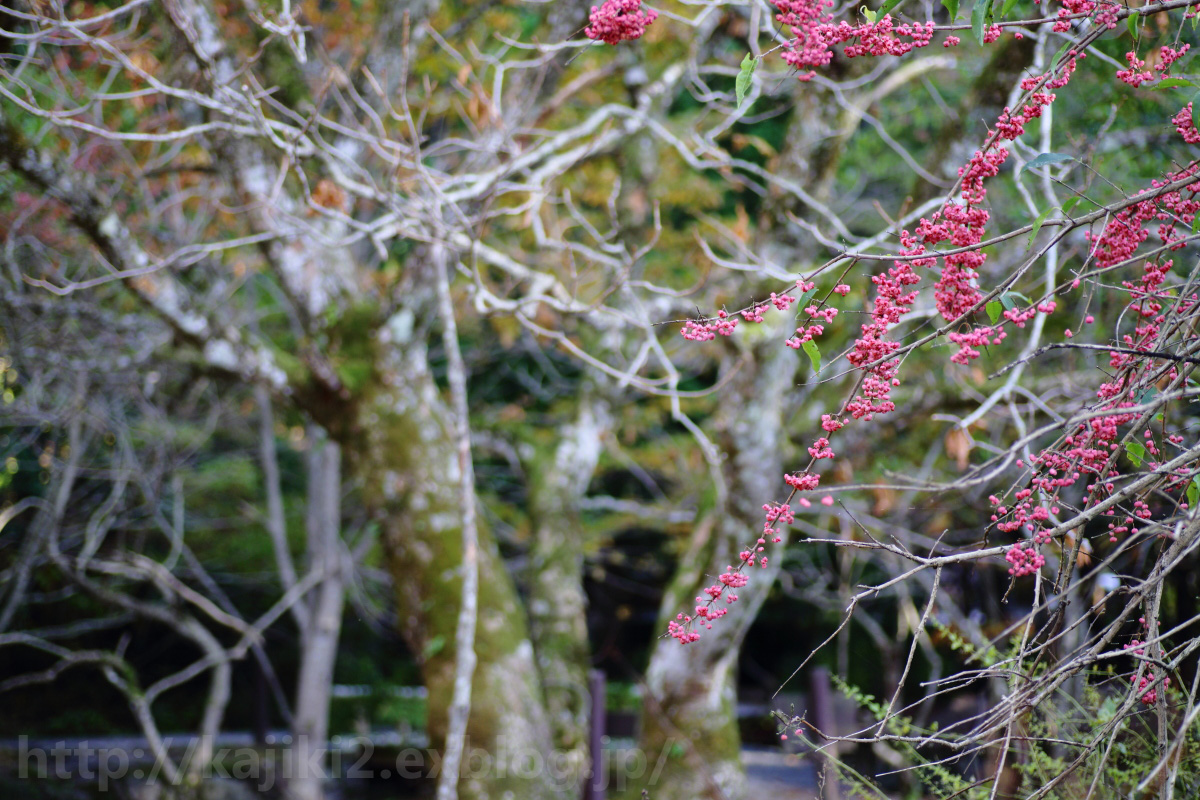 2014 秋　岡山県立森林公園　Vol.14_a0184859_20255147.jpg