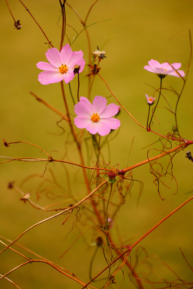 11月の花壇_c0299360_20551988.jpg