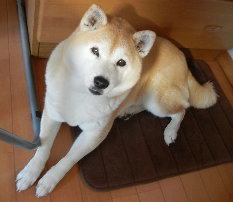 ’14,11,6(木)着物の季節が来た~~~!_f0060461_11265733.jpg