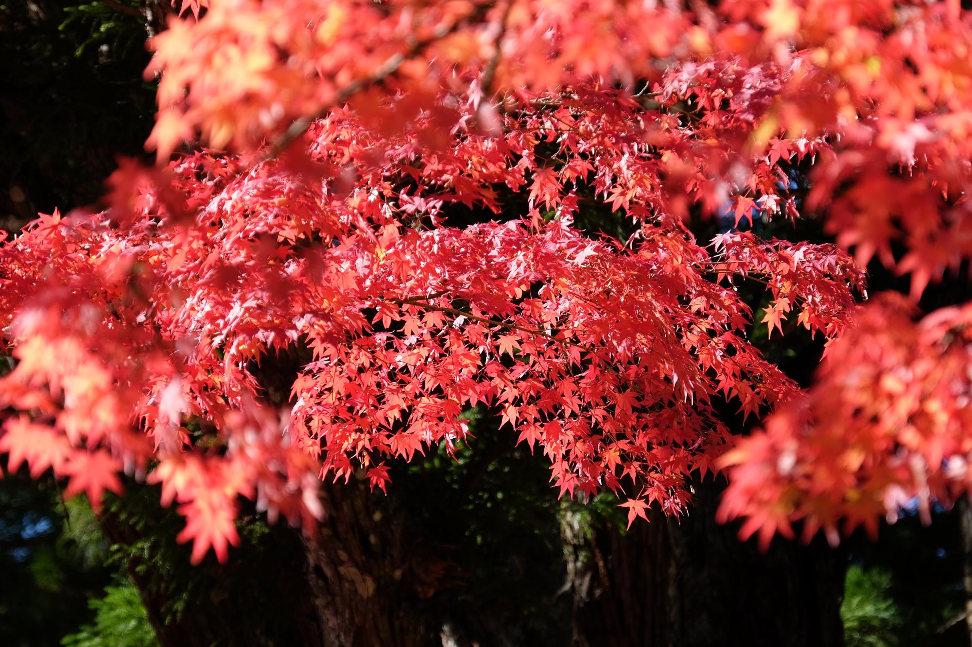 遠回りジテ通で紅葉三昧(前編)_c0177576_0444761.jpg