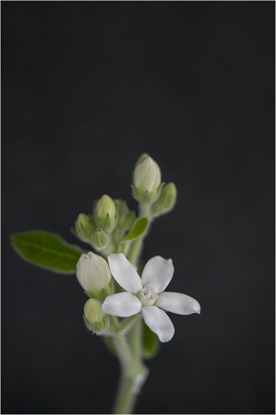 ホワイトスター 花蒐集 Hana Collection ホワイトスター 花蒐集 Hana Collection