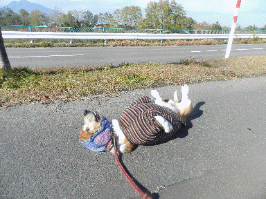 f0205887_18351395.gif