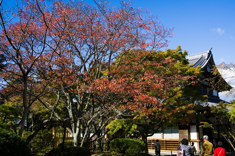 将軍塚青龍殿の紅葉 気儘なフォトライフ
