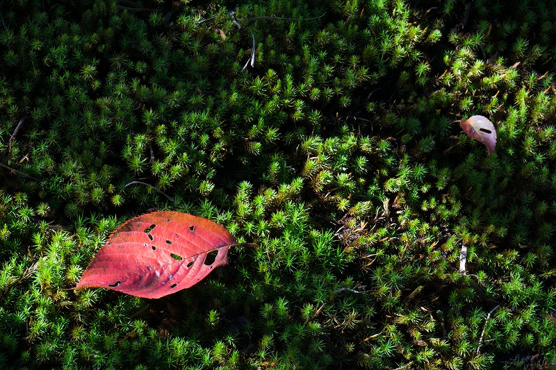 将軍塚青龍殿の紅葉_c0089092_1212996.jpg