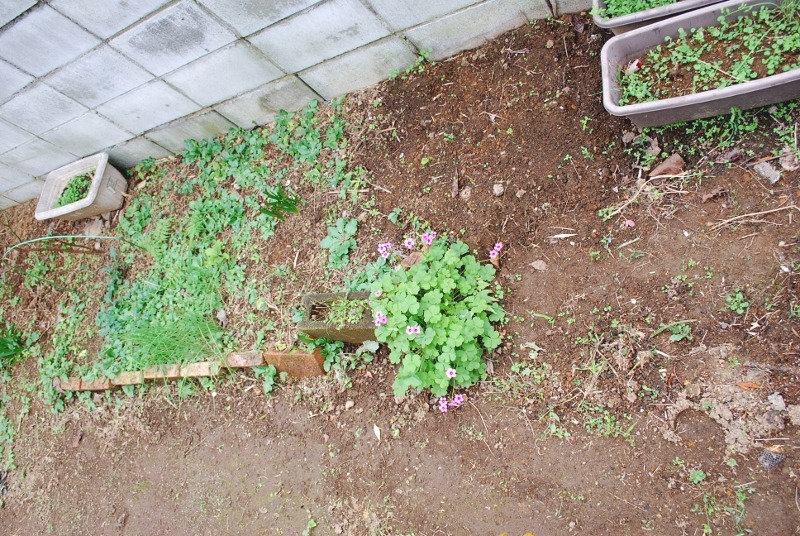 e0025300_13848.jpg