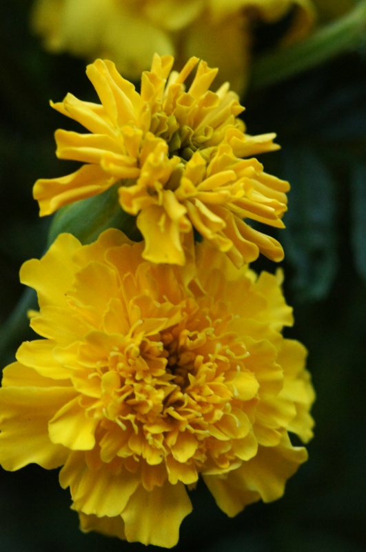 e0039703_21174916.jpg