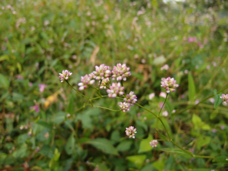 e0039703_21321824.jpg