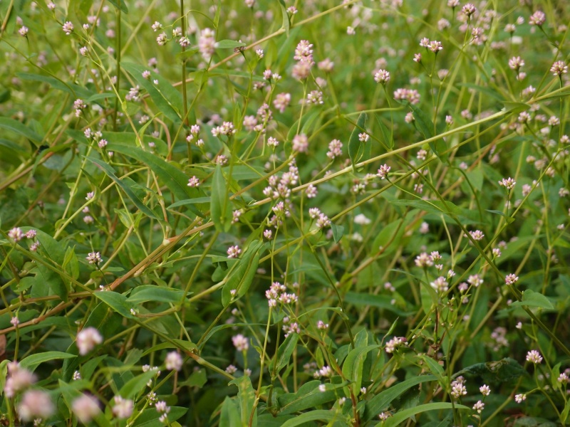 e0039703_21331552.jpg