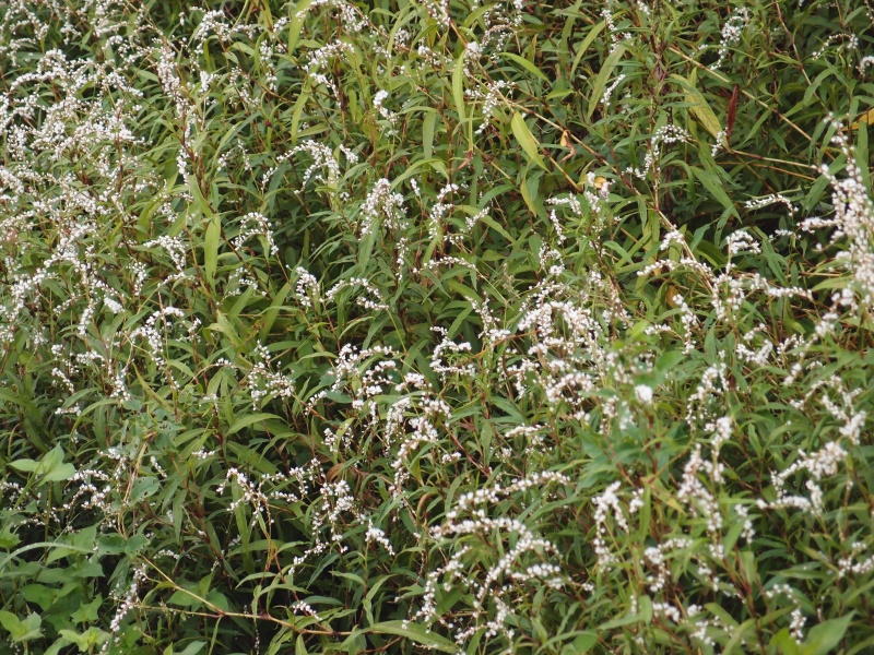 e0039703_2152597.jpg
