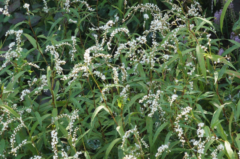 e0039703_21534548.jpg