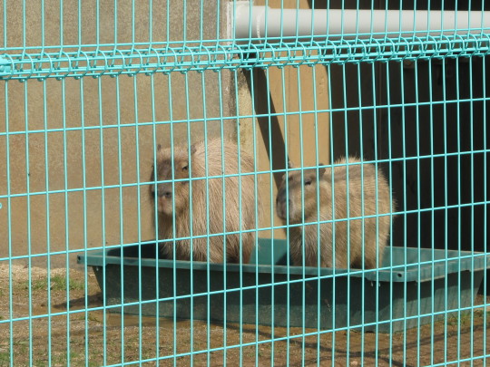 動物園サポーターのためのスペシャルイベント_c0290504_20421752.jpg