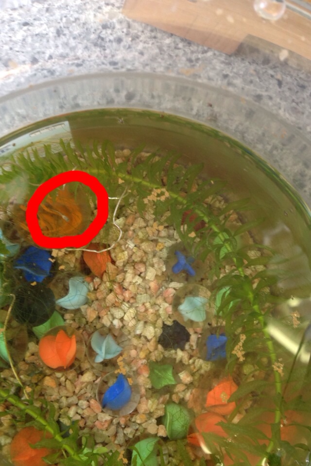 めだかちゃん🐟_a0200423_1265456.jpg