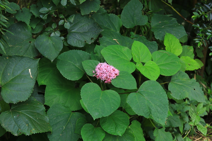 c0104227_1283547.jpg