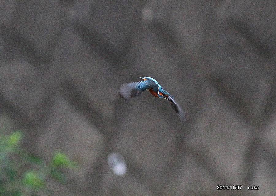 お昼から　　　（11/07　　晴れ　　曇り）_f0281533_23513271.jpg