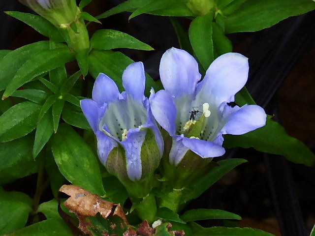 笹竜胆、富貴草、ウインター・コスモス、ネメシア、イチゴの木、磯菊と花磯菊_c0051143_092281.jpg