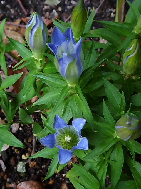 笹竜胆 富貴草 ウインター コスモス ネメシア イチゴの木 磯菊と花磯菊 風に吹かれて