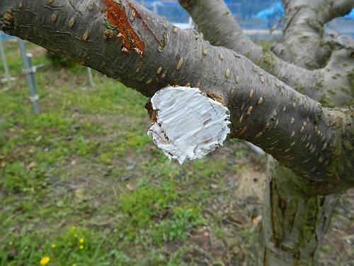 果樹の切り口処理 果樹園