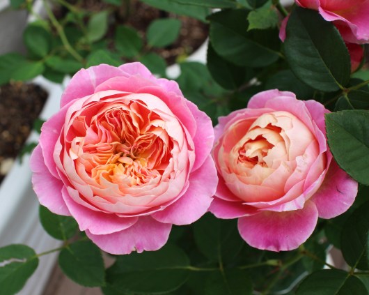 ピンクの絞り クロード モネ La Rose 薔薇の庭