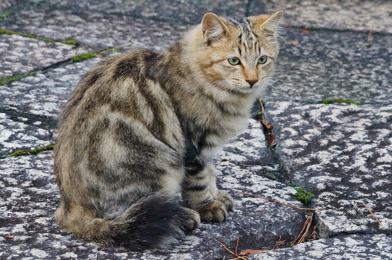 東本願寺の野良猫たち　_b0063958_19385963.jpg