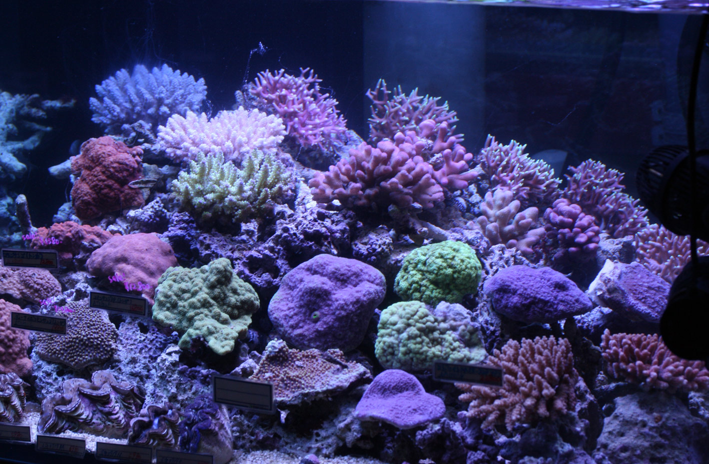 恒例の真夜中テンション ビーボックスアクアリウム 海水魚 サンゴ情報