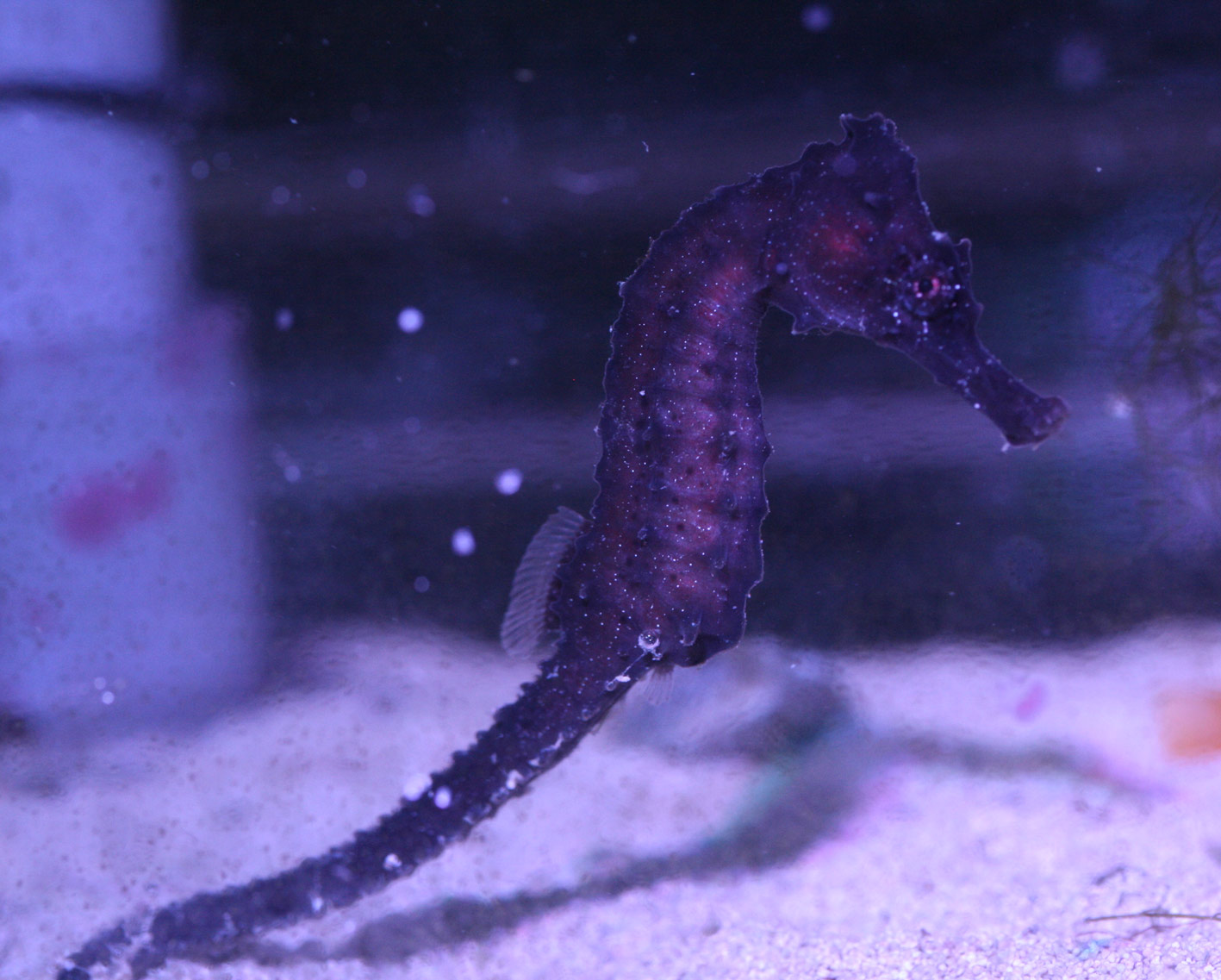 スケスケ うひょ ビーボックスアクアリウム 海水魚 サンゴ情報