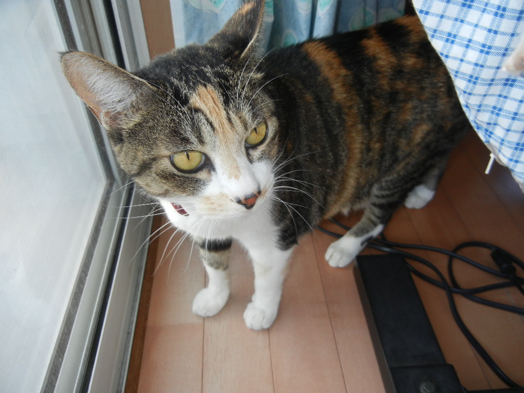 ’14,11,7(金)今日はイイナ!の日?_f0060461_13595383.jpg